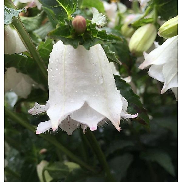 Rundblättrige Glockenblume White Gem - Campanula rotundifolia günstig online kaufen