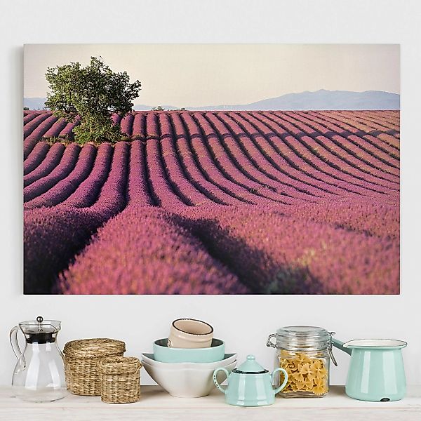 Leinwandbild Natur & Landschaft - Querformat Lavender günstig online kaufen