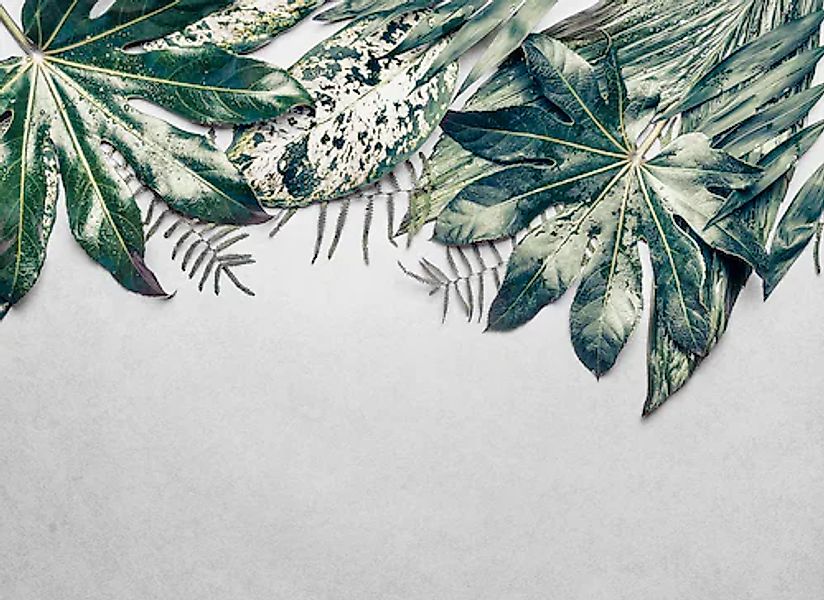 living walls Fototapete »Designwalls Leaves Variety 2« glatt Vlies, Wand, S günstig online kaufen