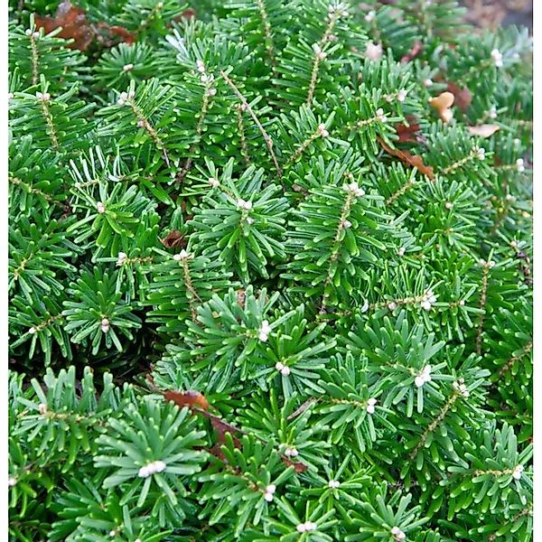 Hochstamm Zwerg Koreatanne Tundra 60-80cm - Abies koreana günstig online kaufen