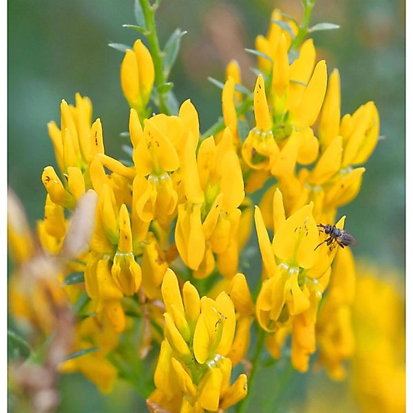 Färberginster 30-40cm - Genista tinctoria günstig online kaufen