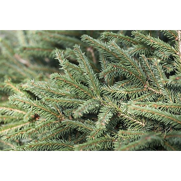 Picea Abies Nidiformis Nestfichte Kompakt 30–40 cm günstig online kaufen