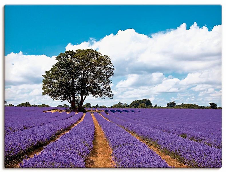Artland Wandbild »Schönes Lavendelfeld im Sommer« Felder 1 Stk. tlg. als Al günstig online kaufen