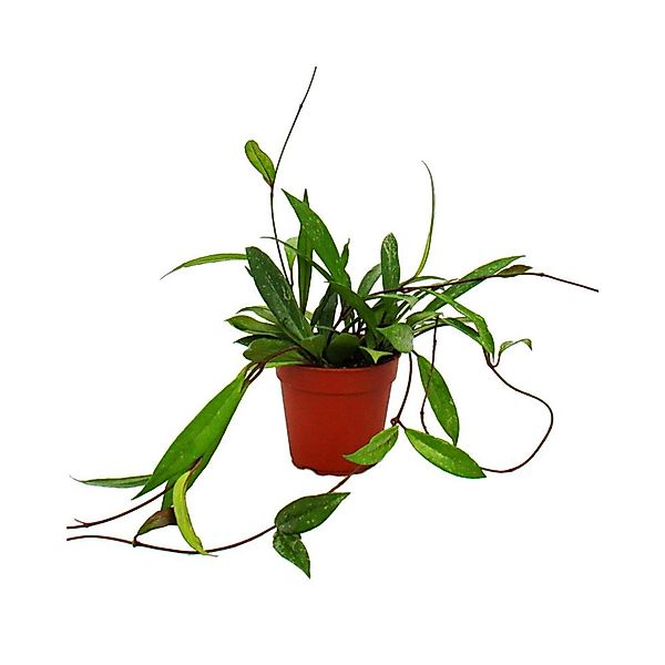 Exotenherz Zimmerpflanze Hängend Hoya Pubicalyx Porzellanblume Wachsblume 1 günstig online kaufen