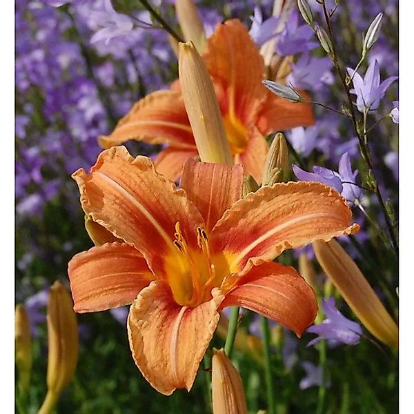 Gelbrote Taglilie - Hemerocallis fulva günstig online kaufen