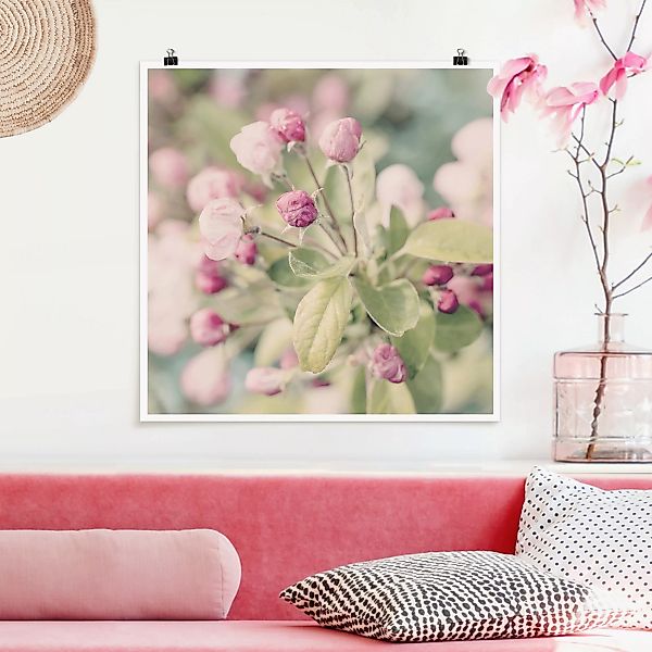 Poster Apfelblüte Bokeh rosa günstig online kaufen