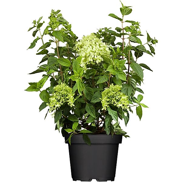 Rispenhortensie Limelight Weiß Höhe ca. 40 - 50 cm Topf ca. 5 l Hydrangea günstig online kaufen