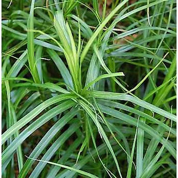 Palmwedelegge - Carex muskingumensis günstig online kaufen