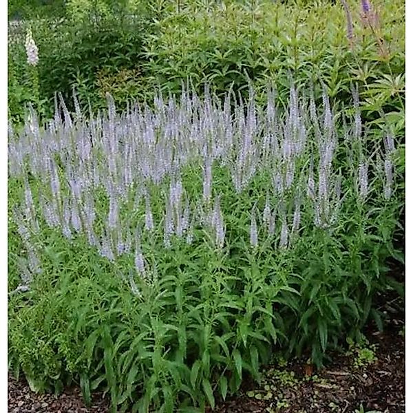 Hoher Wiesenehrenpreis Lilac Fantasy - Veronica,ongifolia günstig online kaufen