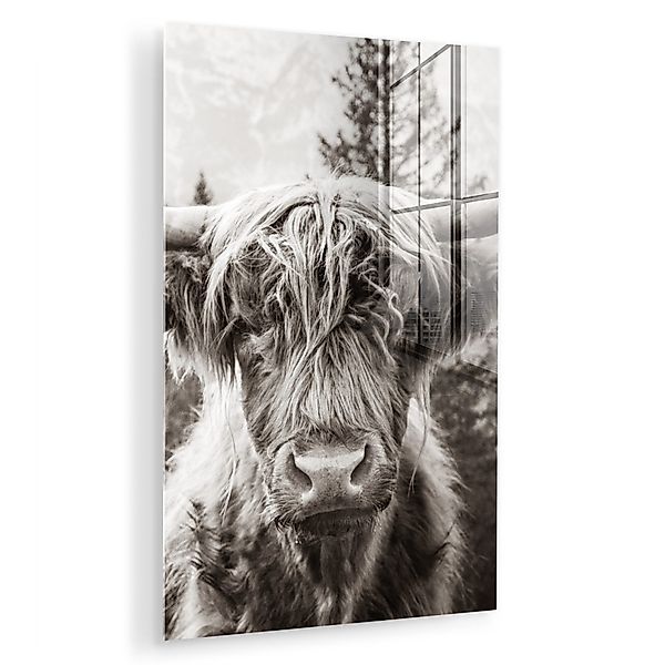 MuchoWow Acrylglasbild Schottischer Highlander - Kuh günstig online kaufen