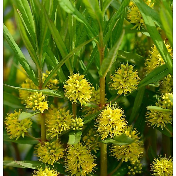 Strauß Felberich - Lysimachia thyrisflora günstig online kaufen