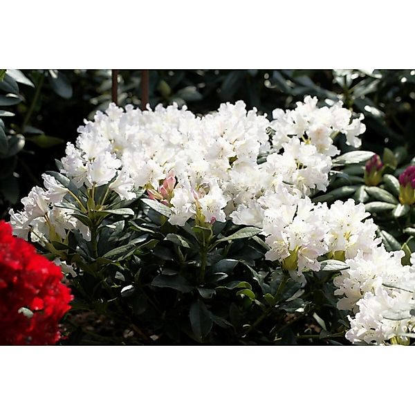 Rhododendron Cunninghams White Weiß 120–140 cm günstig online kaufen