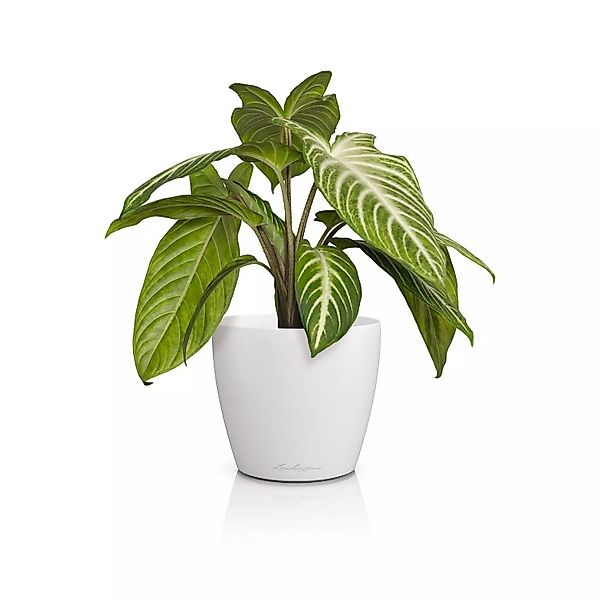 Lechuza® Übertopf Classico Color 14 DECO günstig online kaufen