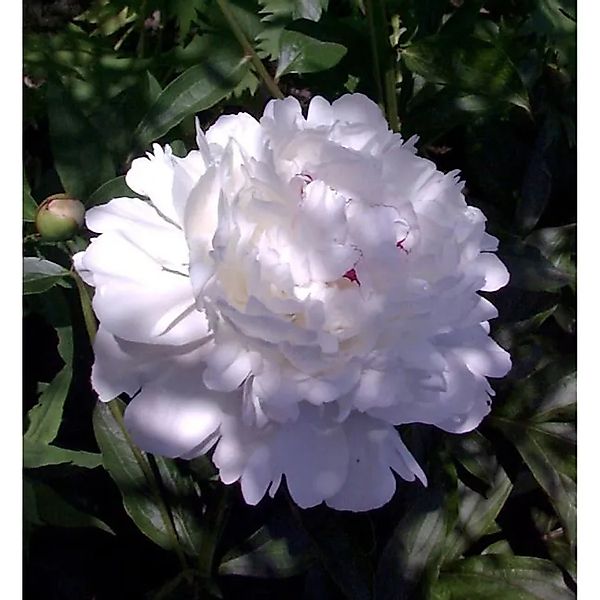 Edelpfingstrose Festiva Maxima - Paeonia,actiflora günstig online kaufen