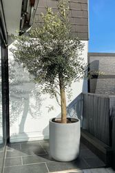 VIVANNO Blumentopf Fiberglas CHICO Rund - günstig online kaufen