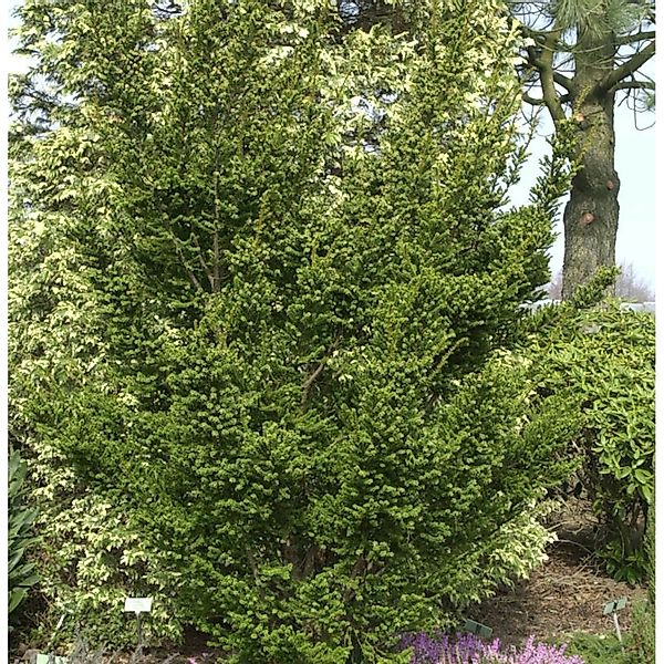 Zwerg Straucheibe Amersfoort 50-60cm - Taxus cuspidata günstig online kaufen