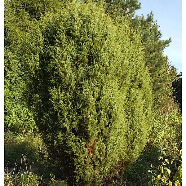 Gemeiner Wacholder 100-125cm - Juniperus communis günstig online kaufen