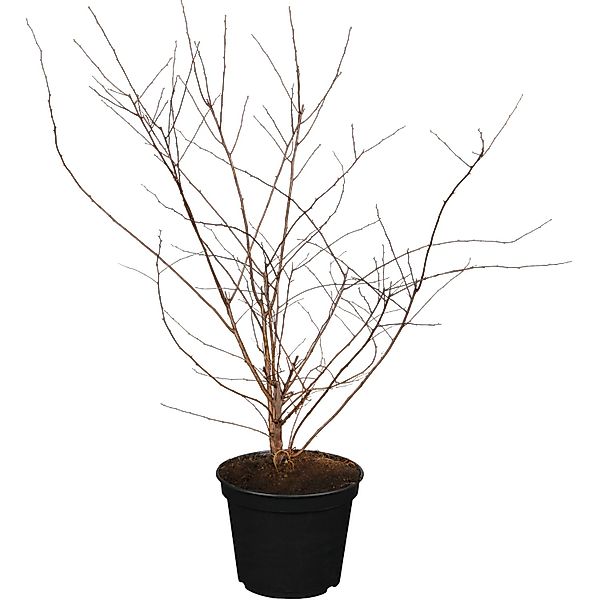 OBI Prachtspiere Weiß Höhe ca. 50 - 60 cm Topf ca. 3,5, Spiraea günstig online kaufen