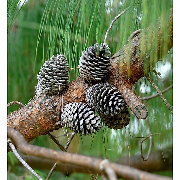 Mexikanische Pinie 40-50cm - Pinus patula günstig online kaufen