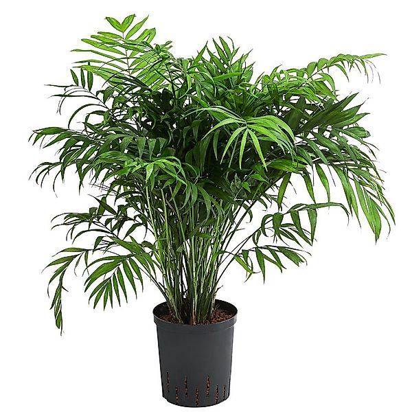 Dehner Zimmerpflanze Bergpalme, Chamaedorea elegans, in Hydrokultur, pflege günstig online kaufen