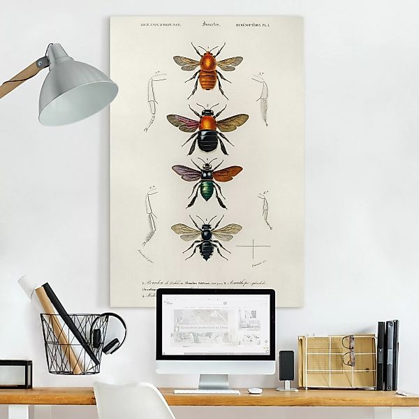 Leinwandbild Vintage Lehrtafel Insekten günstig online kaufen