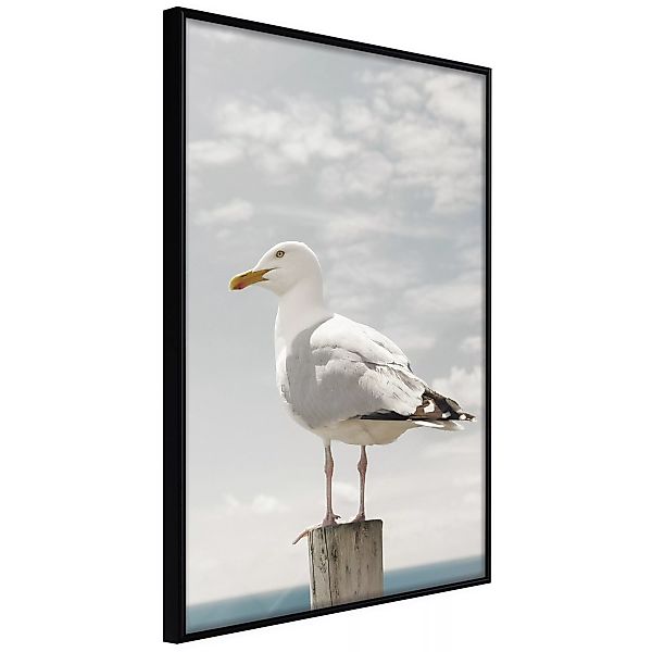 Poster - Curious Seagull günstig online kaufen