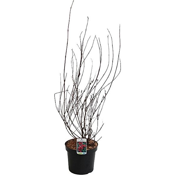 GROW by OBI Weigelie Bristol Ruby Rot Höhe ca. 60 - 80 cm Topf ca. 7,5 l günstig online kaufen