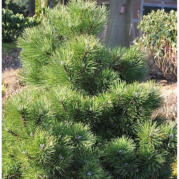 Gedrungene Zwerg Schwarzkiefer 50-60cm - Pinus nigra günstig online kaufen