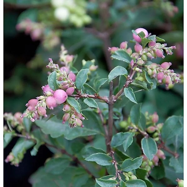 Amethystbeere Magical Candy 30-40cm - Symphoricarpos doorenbosii günstig online kaufen