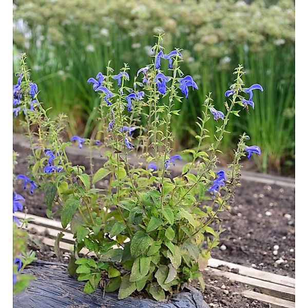 Garten Salbei Royal Blue - Salvia patens günstig online kaufen