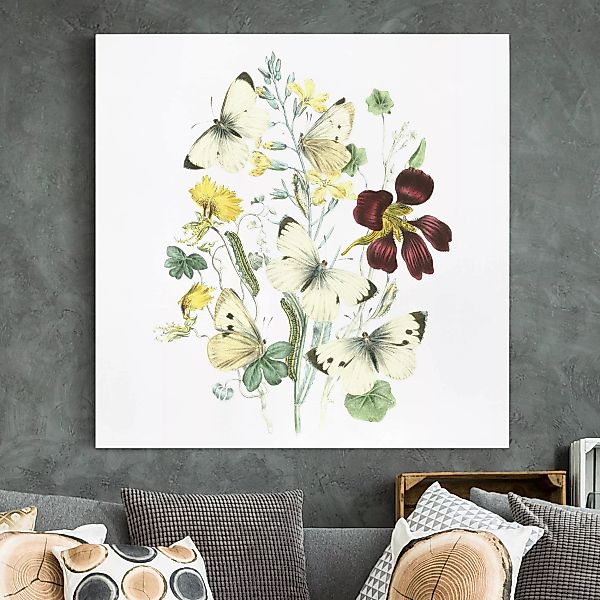 Leinwandbild Blumen - Quadrat Britische Schmetterlinge II günstig online kaufen