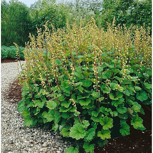 Tellima Grandiflora Falsche Alraunwurzel Ca. 9x9 cm Topf günstig online kaufen