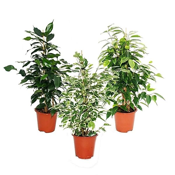 Exotenherz Zimmerpflanze Ficus benjamini 3er Set Danielle - Anastasia - Twi günstig online kaufen
