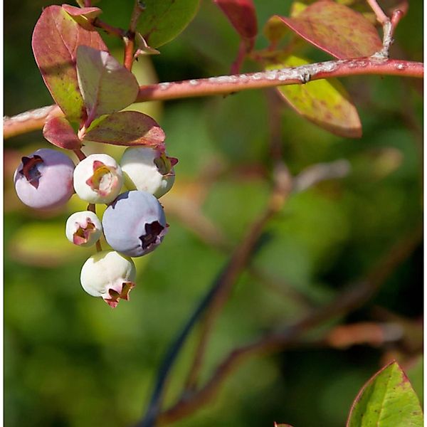 Heidelbeere Nelson 60-80cm - Vaccinium corymbosum günstig online kaufen