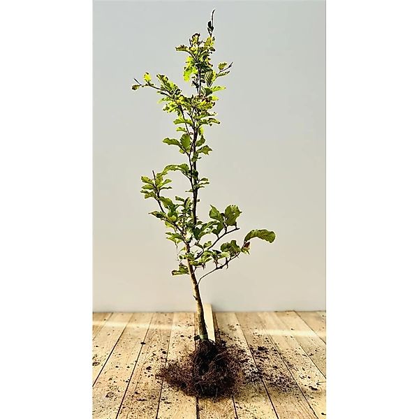 Fagus sylvatica 40-60 cm günstig online kaufen