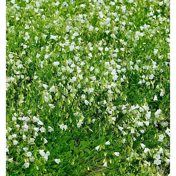 Zwergglockenblume White Baby - Campanula cochleariifolia günstig online kaufen