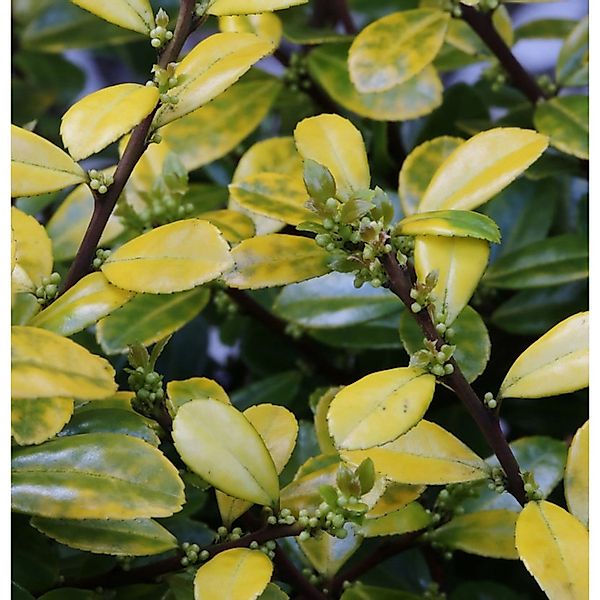 Kegelschnitt Bergilex Stechpalme Golden Rock 40-50cm - ilex crenata günstig online kaufen