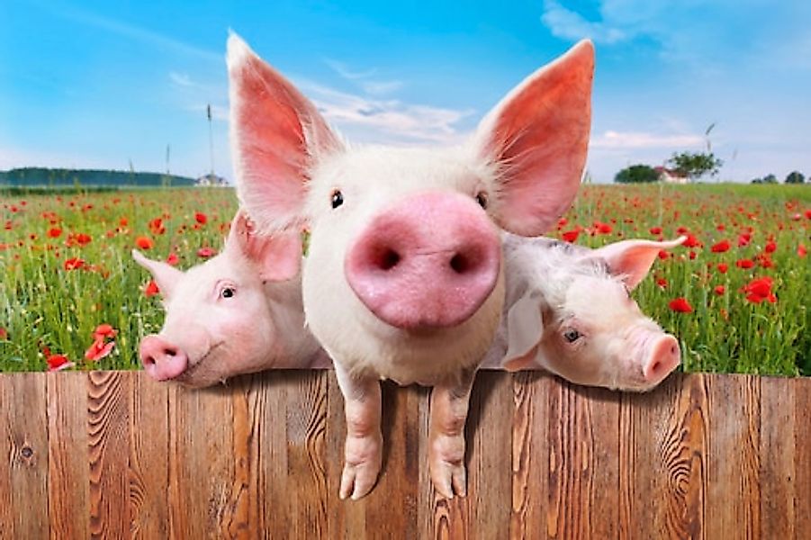 Papermoon Fototapete »Schweine in Blumenwiese« günstig online kaufen