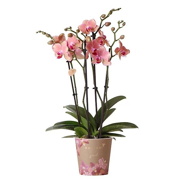Kolibri Orchideen Orange RRosa Phalaenopsis Orchidee Jewel Pirate Picotee T günstig online kaufen