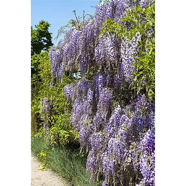 Wisteria Floribunda Macrobotrys Japanische Blauregen 60–100 cm günstig online kaufen