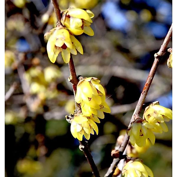 Chinesische Winterblüte 100-125cm - Chimonanthus praecox günstig online kaufen