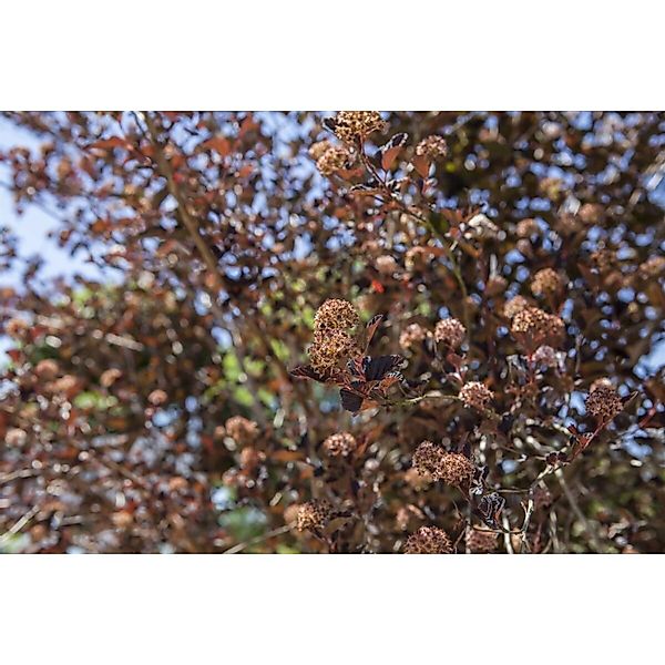 Physocarpus Opulifolius All Black ® Blasenspiere Schwarzlaubig 40–60 cm günstig online kaufen