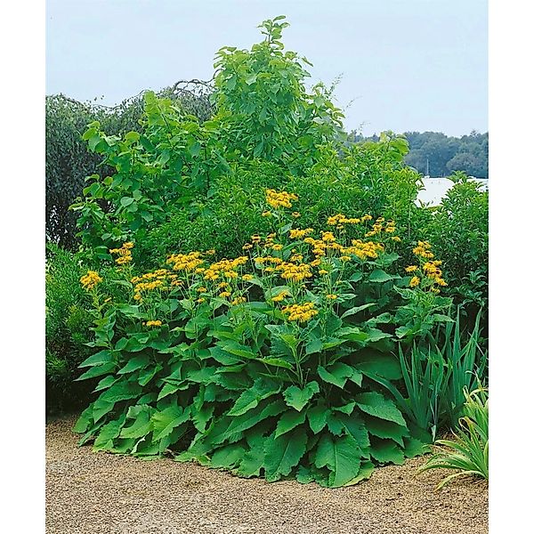 Inula Magnifica Prachtalant Ca. 9x9 cm Topf günstig online kaufen