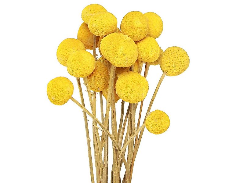 Trockenblume Trockenblumen Craspedia Trommelblumen für kreative Dekoration, günstig online kaufen