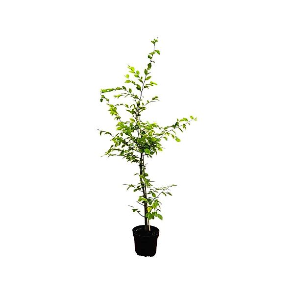 Carpinus betulus 100-125 cm günstig online kaufen