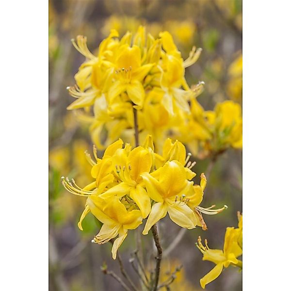 Rhododendron Luteum Gelber Azalee Duftend 40–50 cm günstig online kaufen