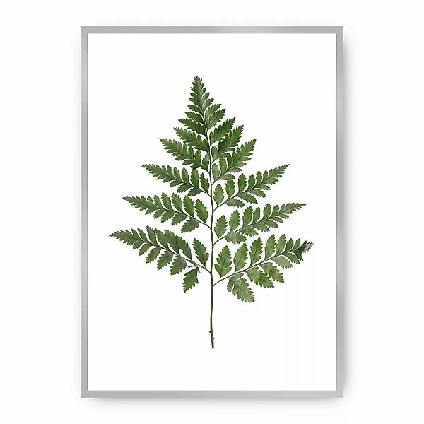 Poster Fern Green, 21 x 30 cm, Rahmen wählen: silber günstig online kaufen