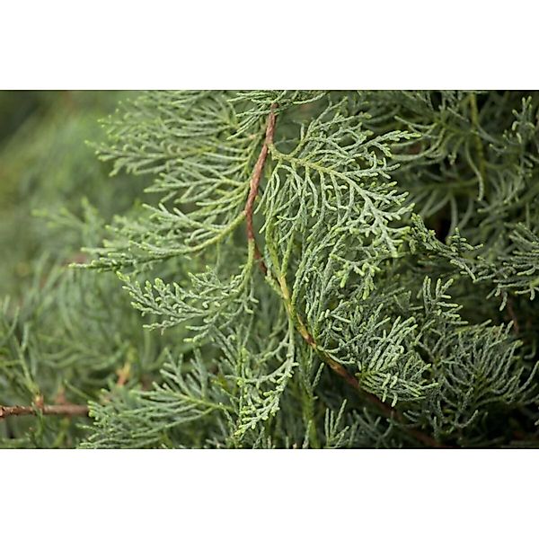 Juniperus Virginiana Grey Owl Wacholder Silbergrau 80–100 cm günstig online kaufen