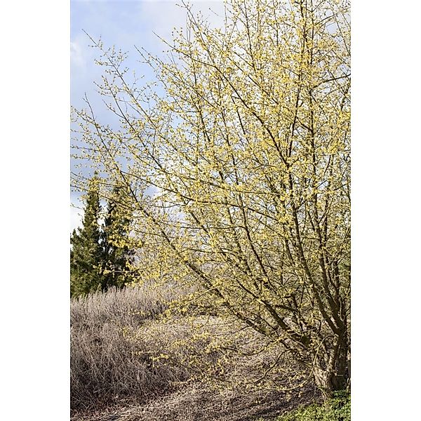 Cornus Mas Kornelkirsche Gelbe Blüten 60–100 cm günstig online kaufen