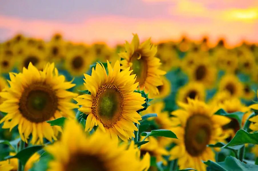 Papermoon Fototapete »Feld der Sonnenblumen« günstig online kaufen